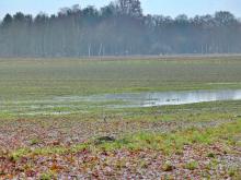 Through my garden the Satan walked, deadly sad and turned it into a scary, horrible hermitage…