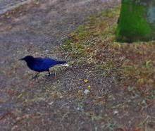 raven is symbol and messenger of other side