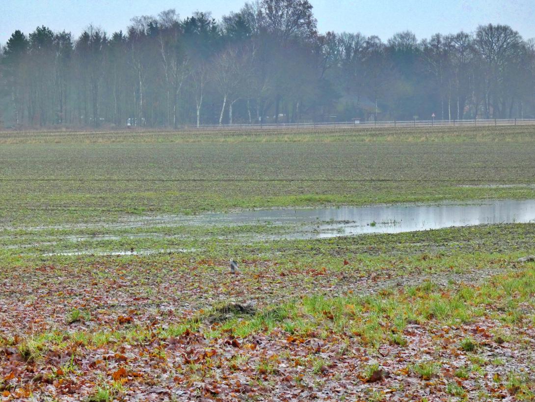 Through my garden the Satan walked, deadly sad and turned it into a scary, horrible hermitage…