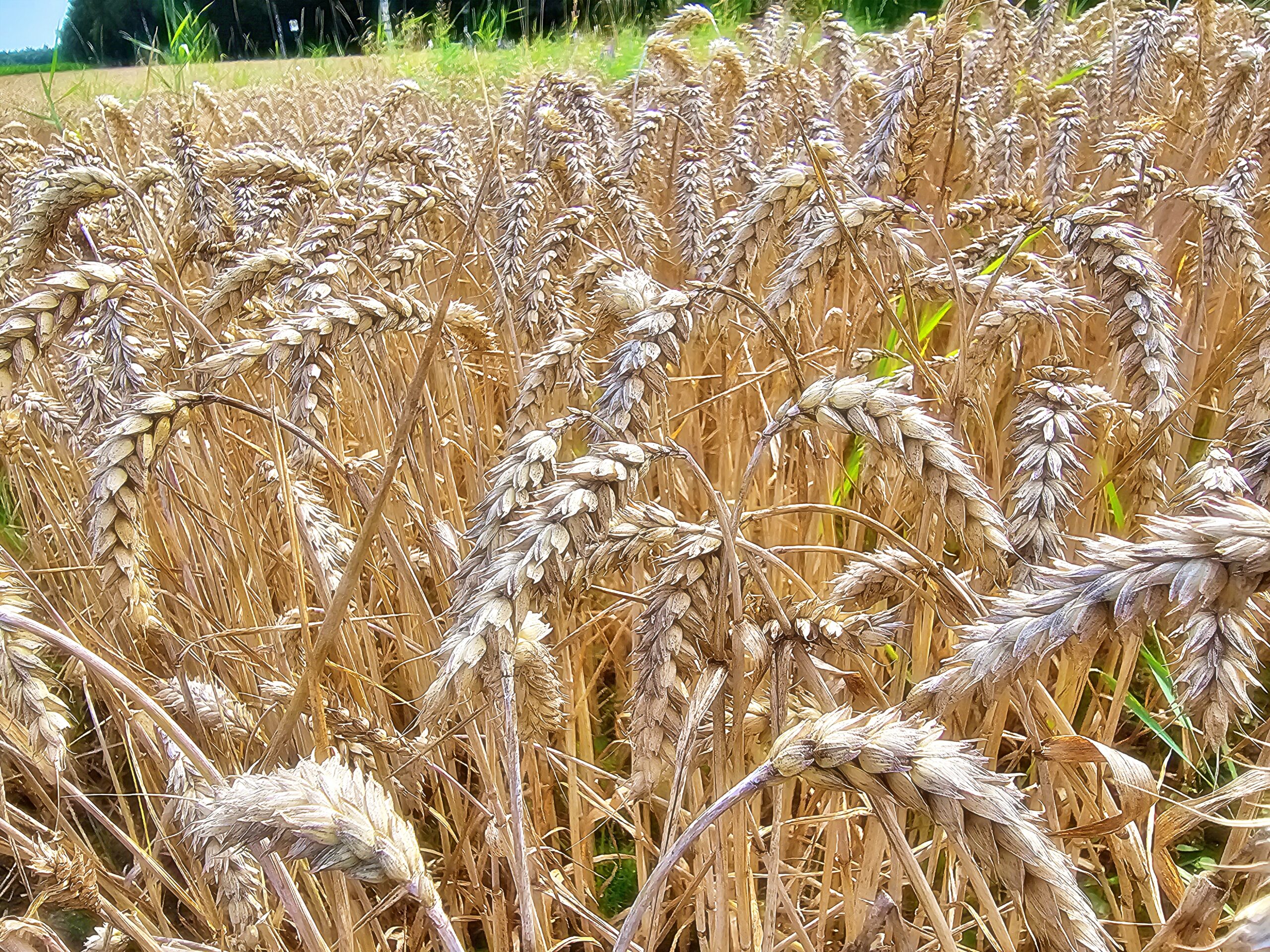 The ideology of startupism versus nature